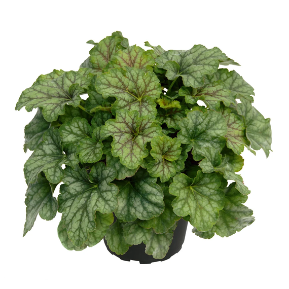 Heuchera 'Jade Green' – tűzeső - CS12