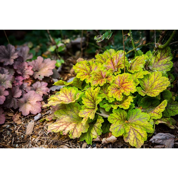 Heuchera 'Electra' – tűzeső - CS12