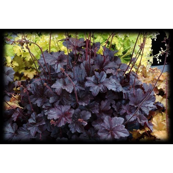 Heuchera 'Hera Deep Night' – tűzeső - CS12