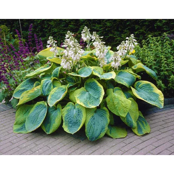 Hosta 'Frances Williams' - árnyékliliom - CS11