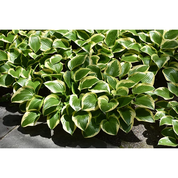 Hosta 'Queen Josephine' - árnyékliliom - CS11
