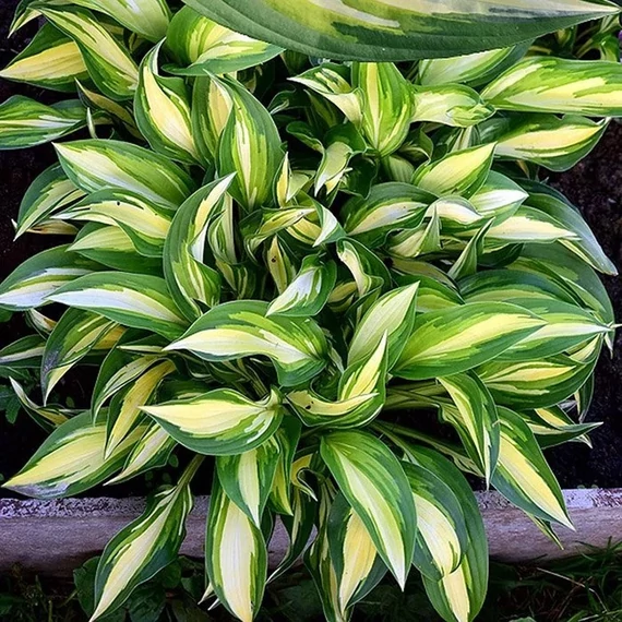 Hosta 'Lakeside Little Tuft' - árnyékliliom - CS11