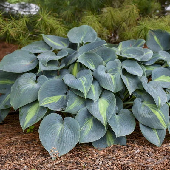 Hosta 'Touch of Glass' - árnyékliliom - CS13