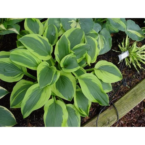 Hosta 'Velvet Moon' - árnyékliliom - CS11