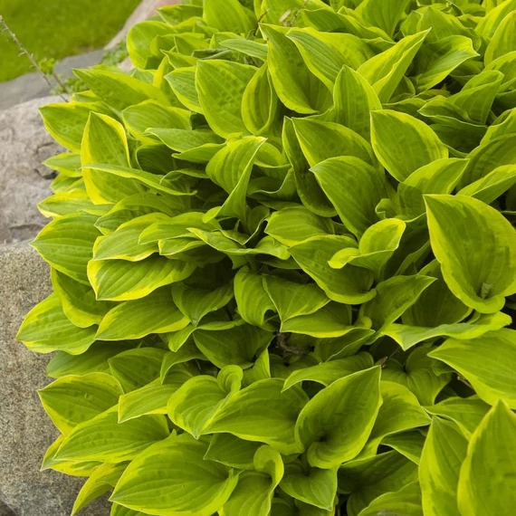 Hosta 'Golden Tiara' - árnyékliliom - CS11