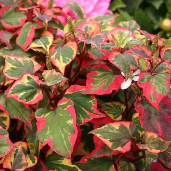 Houttuynia cordata 'Chameleon' - kaméleonlevél - CS9