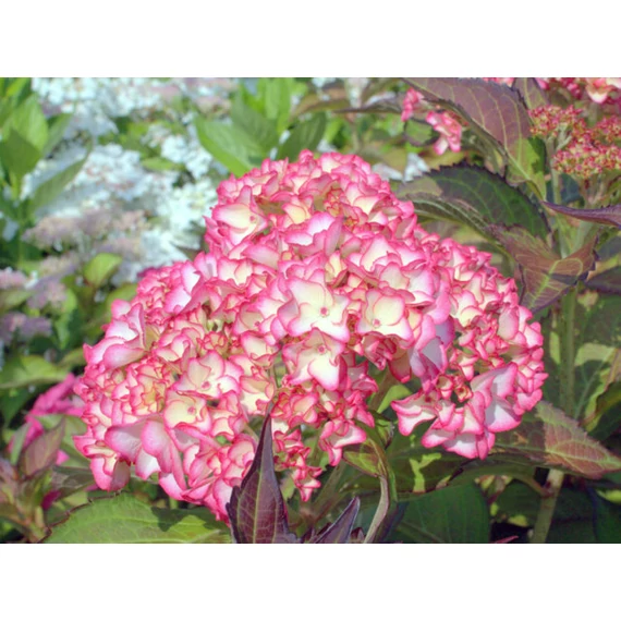 Hydrangea macrophylla 'Mirai' - kerti hortenzia - CS9