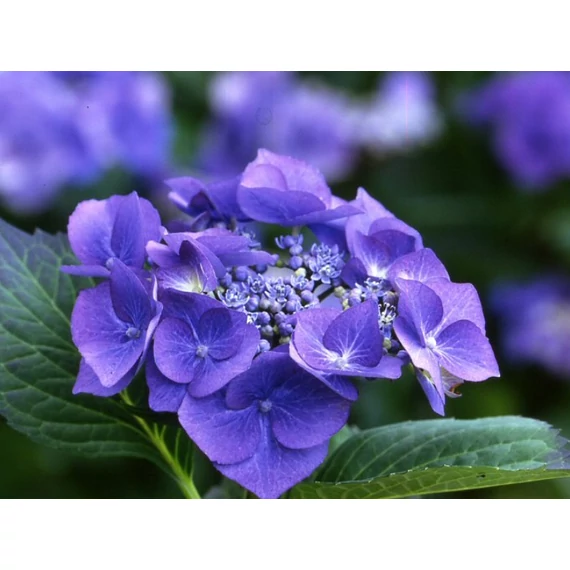 Hydrangea macrophylla 'Blaumeise' - kerti hortenzia - CS12
