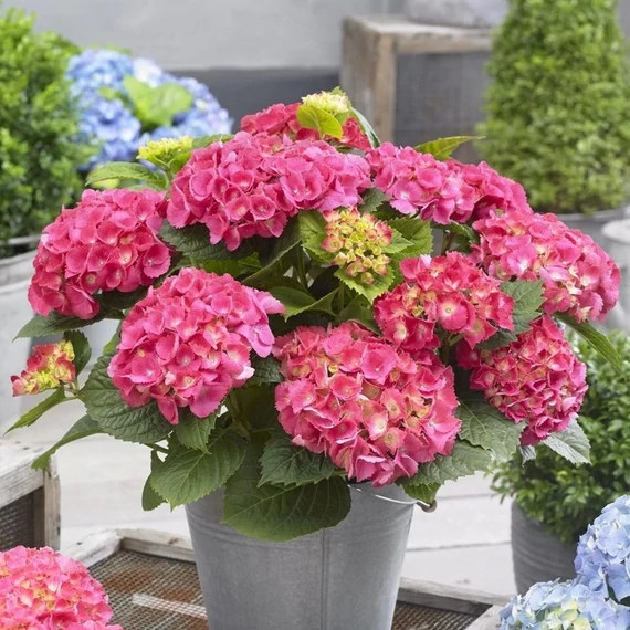Hydrangea macrophylla 'Early Pink'  - kerti hortenzia - CS12
