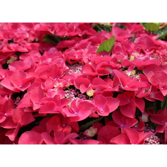 Hydrangea macrophylla 'Frisbee Hot Pink' - kerti hortenzia - CS12