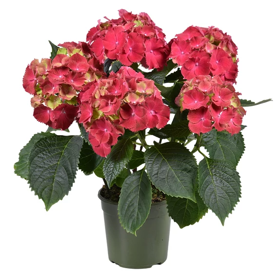 Hydrangea macrophylla 'Hi Fire' - kerti hortenzia - CS15