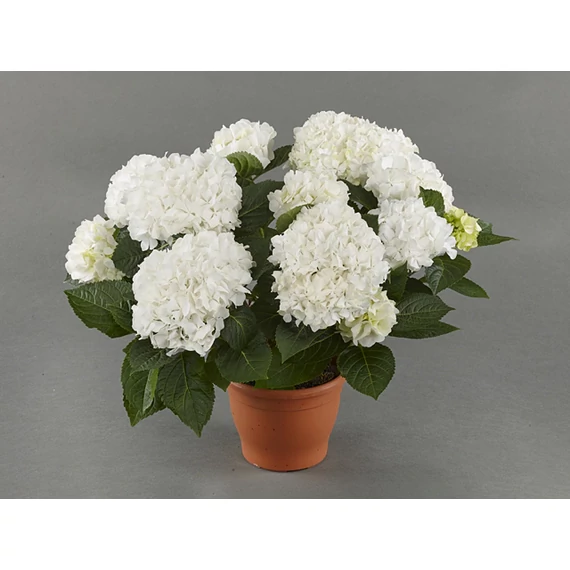 Hydrangea macrophylla 'Hi White Sun' - kerti hortenzia - CS12