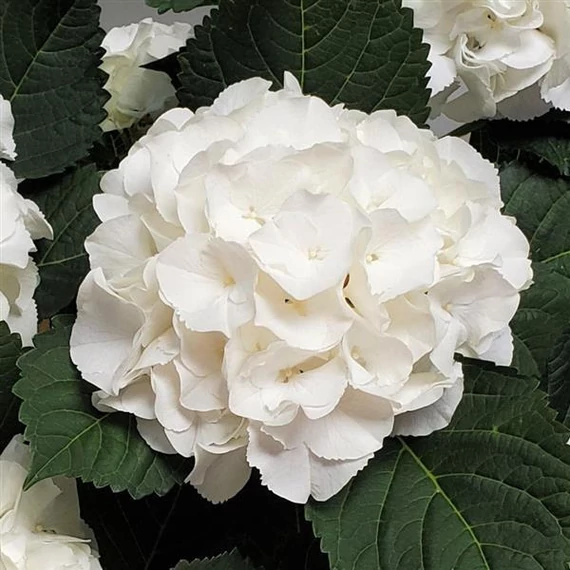 Hydrangea macrophylla 'Ice Boy'- kerti hortenzia - CS9
