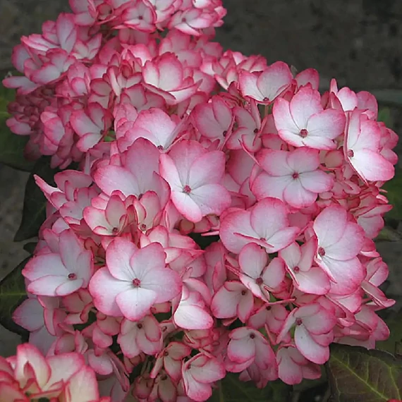 Hydrangea macrophylla 'Mirai' - kerti hortenzia - CS9