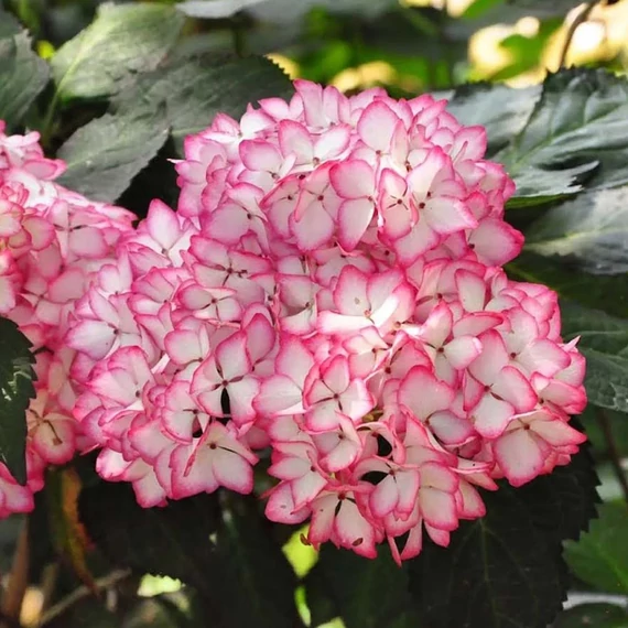 Hydrangea macrophylla 'Mirai' - kerti hortenzia - CS9