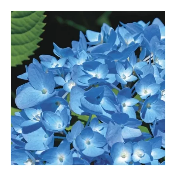 Hydrangea macrophylla 'Nikko Blue' - kerti hortenzia - CS9