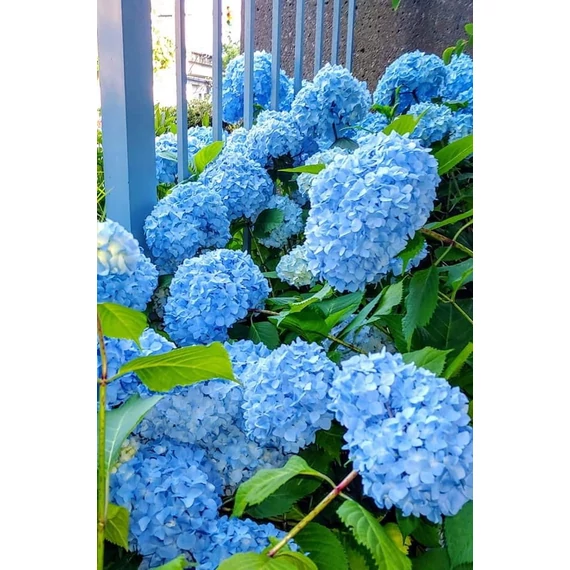 Hydrangea macrophylla 'Nikko Blue' - kerti hortenzia - CS9