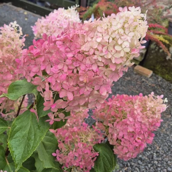 Hydrangea paniculata 'Phantom' - bugás hortenzia - CS9