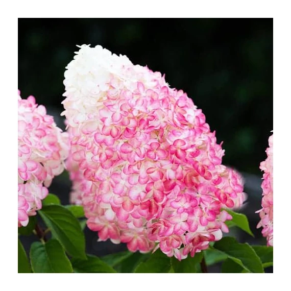 Hydrangea paniculata 'Living Pink&Rose' - bugás hortenzia - CS9