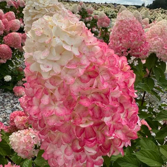 Hydrangea paniculata 'Living Pink&Rose' - bugás hortenzia - CS9