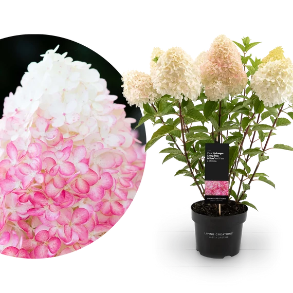 Hydrangea paniculata 'Living Pink&Rose' - bugás hortenzia - CS9