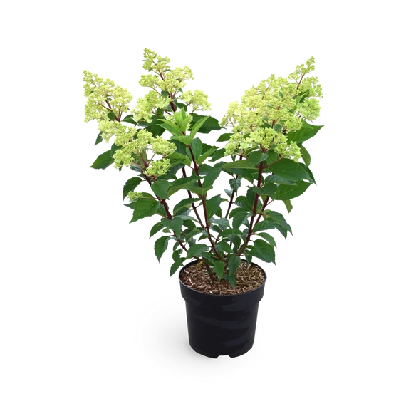 Hydrangea paniculata 'Vanille Fraise' - bugás hortenzia - CS9