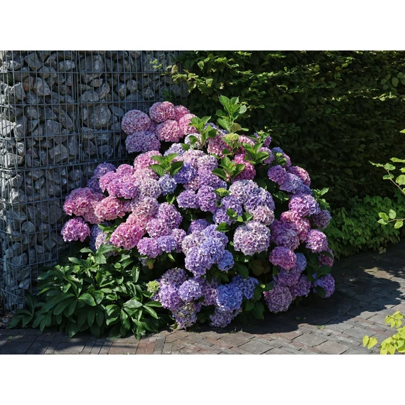 Hydrangea macrophylla 'Bouquet Rose' - kerti hortenzia - CS12