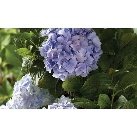Hydrangea macrophylla 'Little Purple' - kerti hortenzia