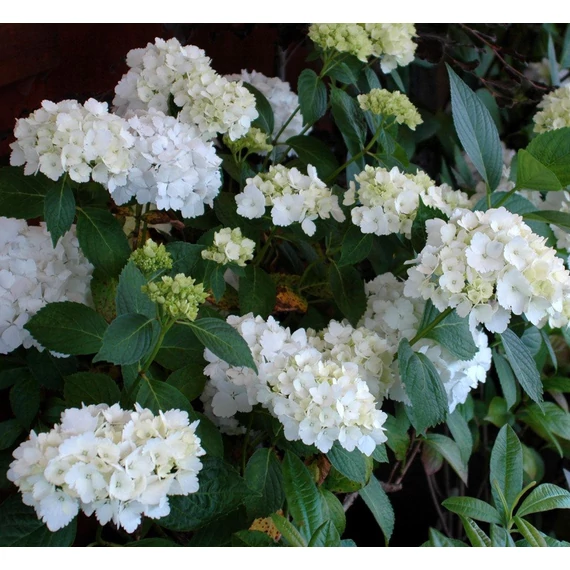 Hydrangea macrophylla 'Mme Emile Mouillére' - kerti hortenzia - CS15