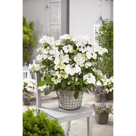 Hydrangea paniculata 'Runaway Bride' - fátyol hortenzia - CS17
