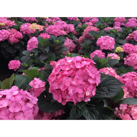 Hydrangea macrophylla 'Teller After Midnight' - kerti hortenzia - CS17