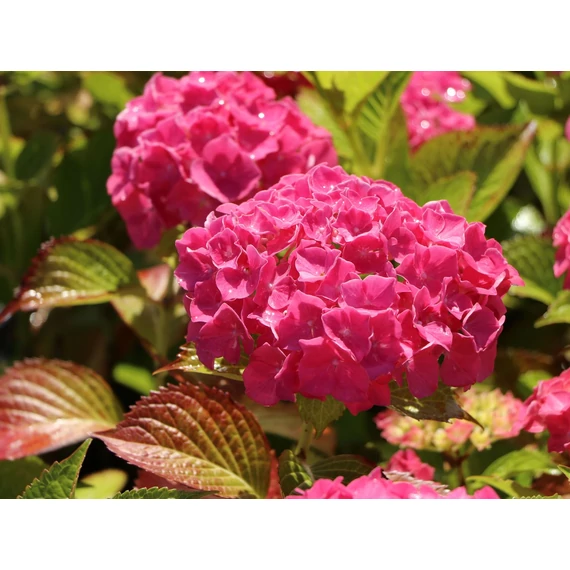 Hydrangea macrophylla 'Alpenglühen' - kerti hortenzia - CS15