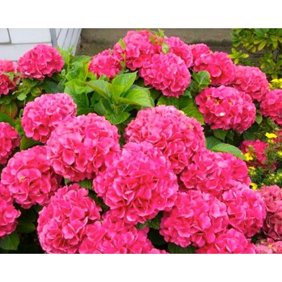 Hydrangea macrophylla 'Alpenglühen' - kerti hortenzia - CS15