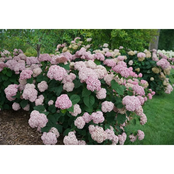 Hydrangea arborescens 'Bubblegum' - cserjés hortenzia - CS9