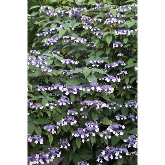 Hydrangea aspera - érdeslevelű hortenzia