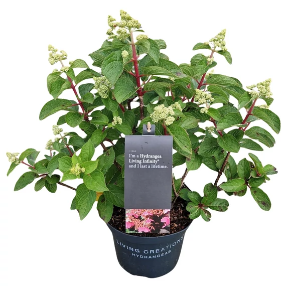 Hydrangea paniculata 'Living Infinity' - bugás hortenzia - CS19