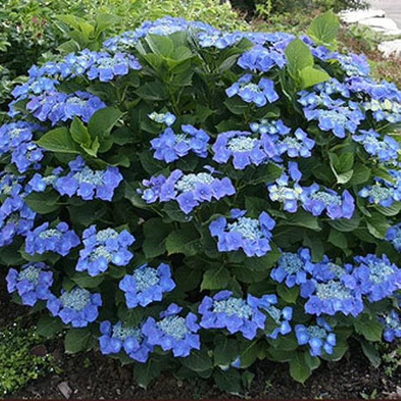 Hydrangea macrophylla 'Teller Blue' - kerti hortenzia - CS17
