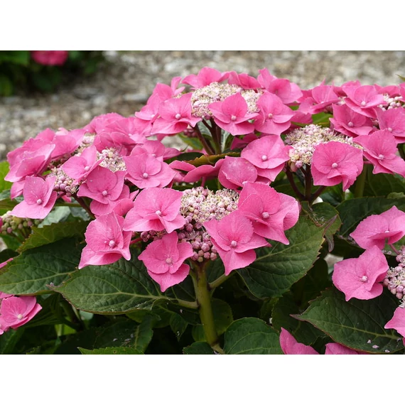 Hydrangea macrophylla 'Teller Pink' - kerti hortenzia - CS17