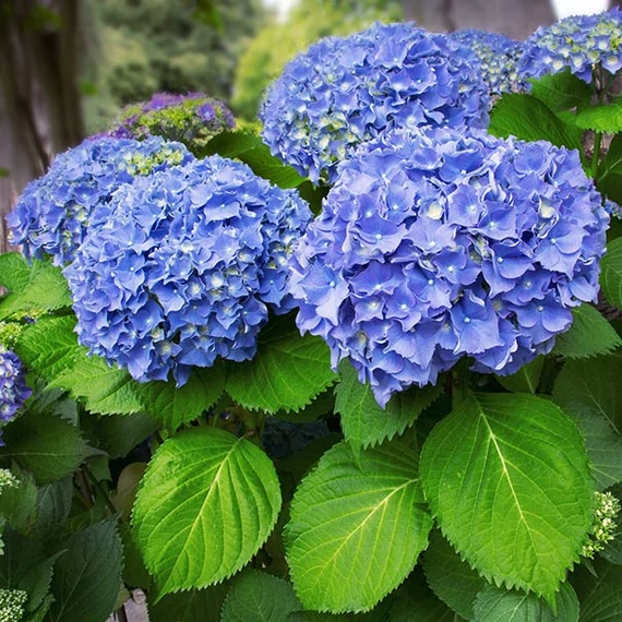 Hydrangea macrophylla 'Blue' - kerti hortenzia