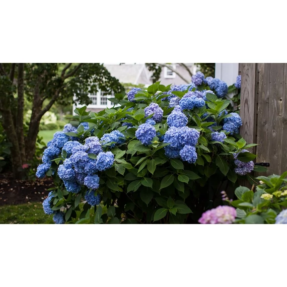 Hydrangea macrophylla 'Blue' - kerti hortenzia