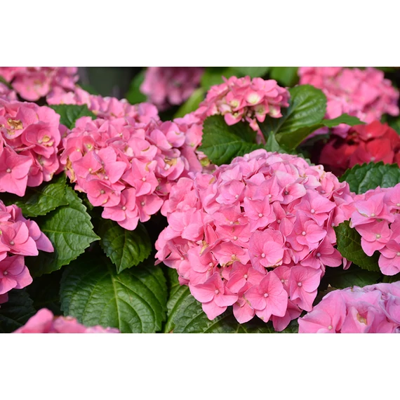 Hydrangea macrophylla 'Early Rosa' - kerti hortenzia - CS14