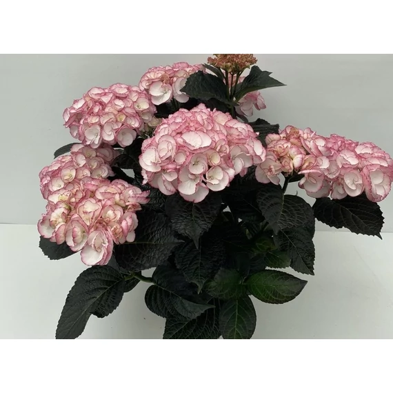 Hydrangea macrophylla 'Midnight Pearl' - kerti hortenzia - CS17