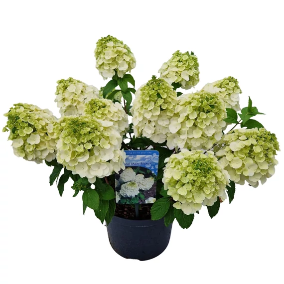 Hydrangea paniculata 'Mont Blanc' - bugás hortenzia - CS23