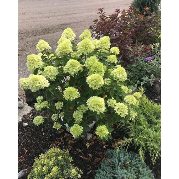 Hydrangea paniculata 'Little Lime' - bugás hortenzia - CS17