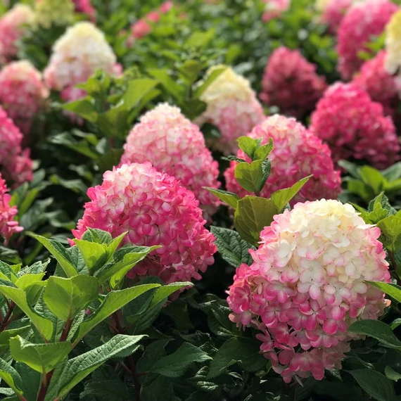 Hydrangea paniculata 'Little Lime Punch' - bugás hortenzia - CS17