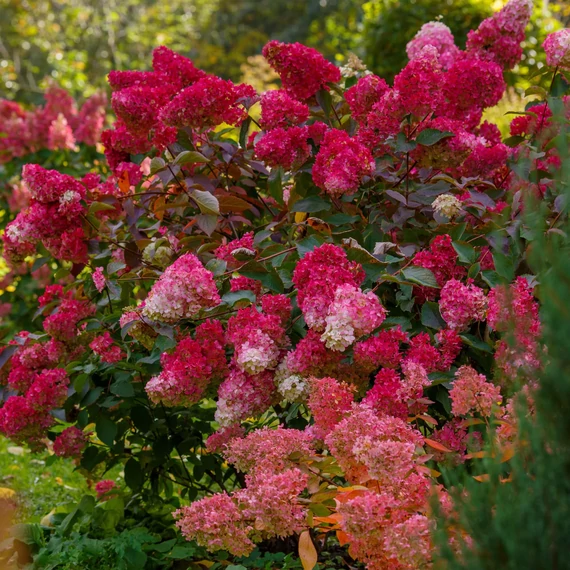 Hydrangea paniculata 'Redlight' - bugás hortenzia - CS17