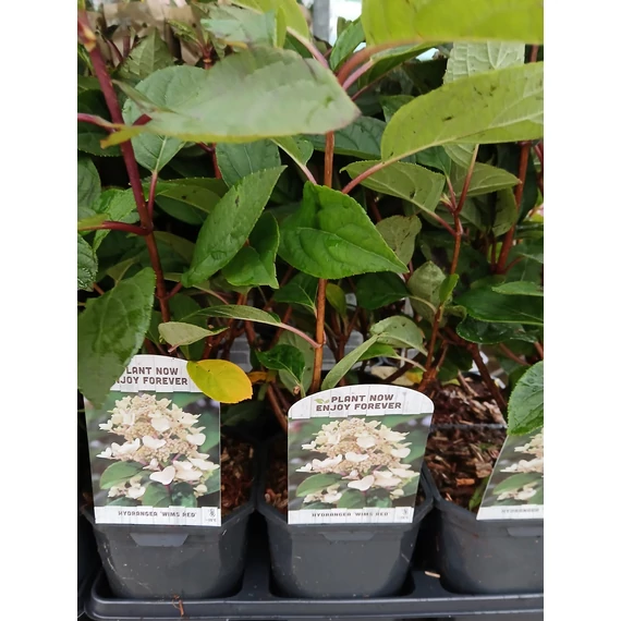 Hydrangea paniculata 'Wims Red' - bugás hortenzia - CS17