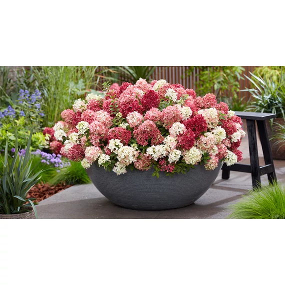 Hydrangea paniculata 'Groundbreaker Ruby' - talajtakaró hortenzia - CS14
