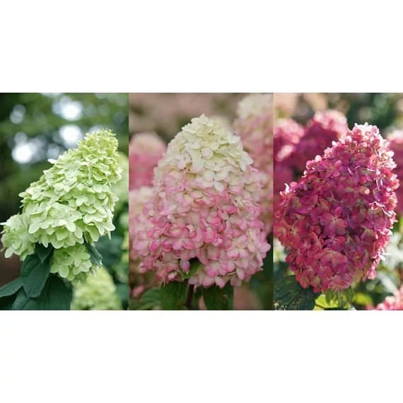 Hydrangea paniculata 'Limelight Prime'- bugás hortenzia - CS17