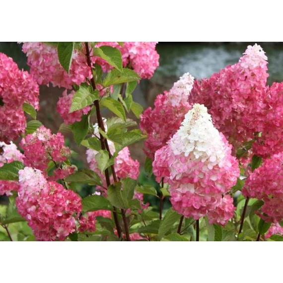 Hydrangea paniculata 'Petite Flori' - bugás hortenzia - CS17